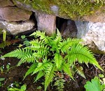 Polystichum tsussimense - filigraner Farn